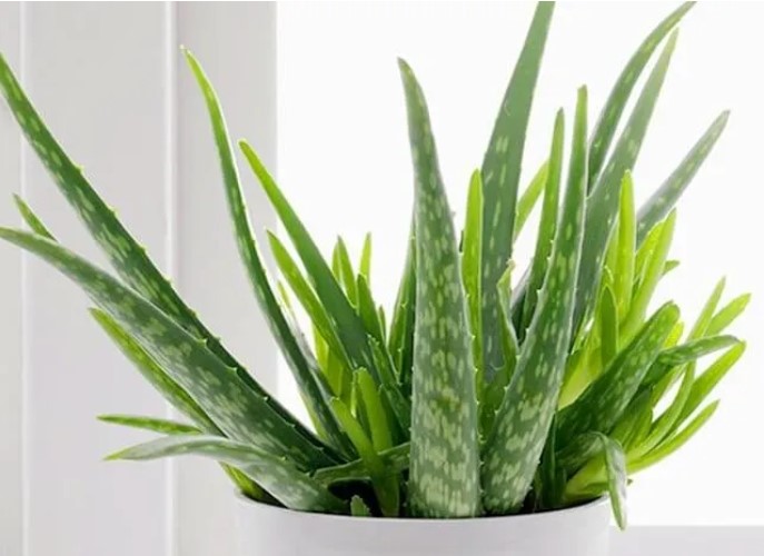 4 cây trồng giúp giảm nhiệt độ phòng tới 10 độ, phòng mát rượi không cần điều hòa