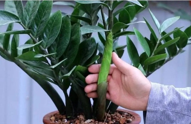 Cây kim tiền thích ‘ăn’ 3 món, cứ bón cho cây là chồi non mọc tua tủa, ra hoa gọi lộc về nhà