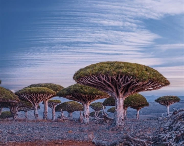 Đảo Socotra độc lạ nhất ở Ấn Độ Dương, được ví như công viên kỷ Jura viễn tưởng - 2
