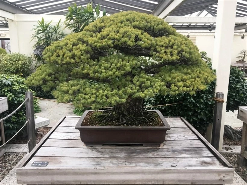 Ngắm cây bonsai gần 400 tuổi vượt qua vụ đánh bom Hiroshima ảnh 1