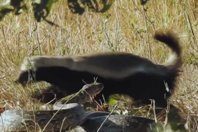 Lưng mật bạo gan tấn công dồn dập hạ gục trăn đá