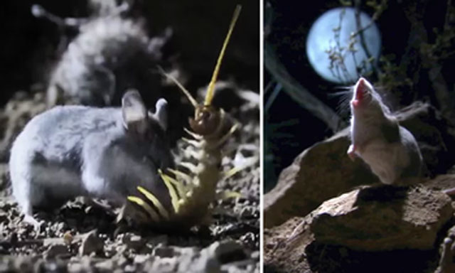 Kinh hãi, chuột 'sát thủ' ăn cả thịt đồng loại, biết hú như chó sói
