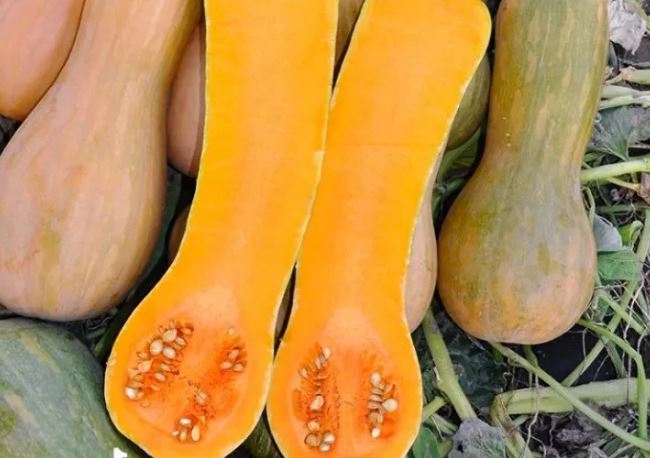 Mua bí đỏ chọn quả tròn hay quả dài ngon hơn: Người trồng chỉ 4 cách chọn chuẩn, đặc ruột, ngọt lịm