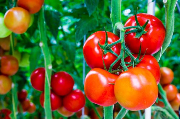 Những loại thực phẩm bảo vệ làn da chống lại tia UV