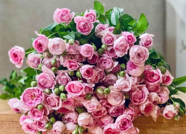 Cắm hoa hồng đừng chỉ dùng nước lã, thêm vài giọt này hoa nở to, 10 ngày vẫn chưa héo