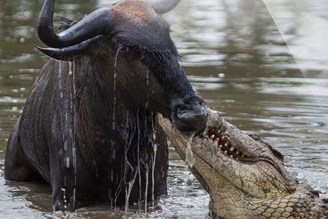 1001 thắc mắc: Hàm cá sấu có gì mà chúng đớp mồi nhanh như điện giật?