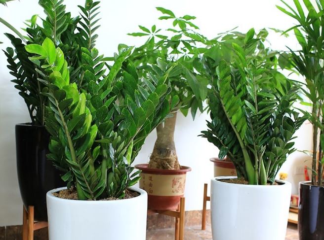 Trồng cây kim tiền muốn phát tài phát lộc nhất định phải làm 5 việc này