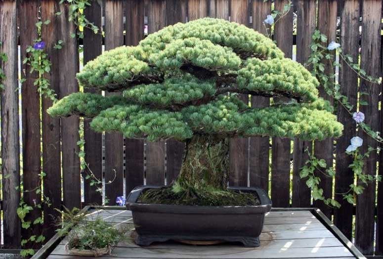 Ngắm cây bonsai gần 400 tuổi vượt qua vụ đánh bom Hiroshima