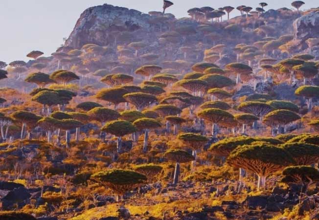 Đảo Socotra độc lạ nhất ở Ấn Độ Dương, được ví như công viên kỷ Jura viễn tưởng