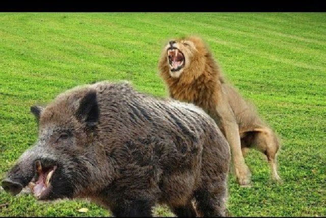 Sư tử di chuyển không tiếng động, lợn lòi bị tóm gọn