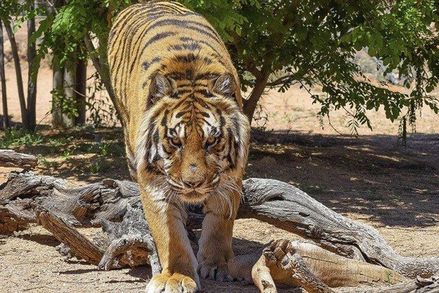 Hổ Bengal dọa người quản tượng 'hú hồn'