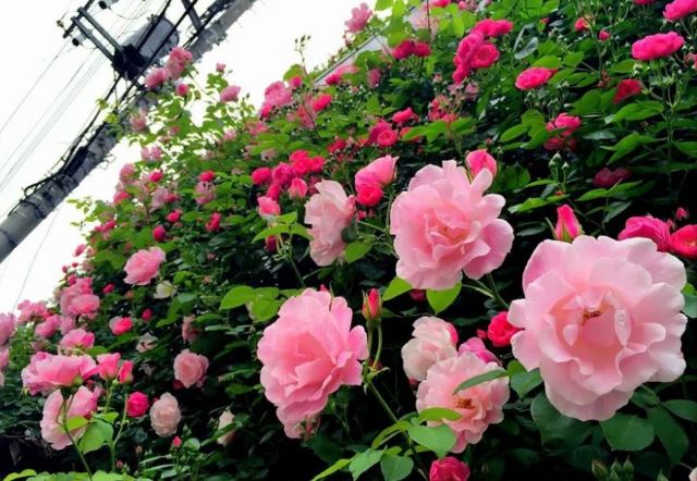 Hoa hồng thích nhất loại nước này: Cho cây ‘uống’ đều đặn để hoa nở liên tục, bông to, lâu tàn