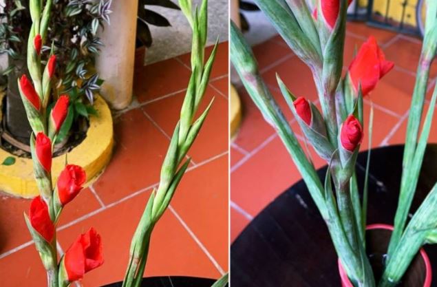 Người bán chỉ cách chọn hoa lay ơn đẹp, tươi lâu, không sợ mua nhầm hoa để lạnh