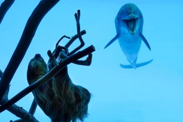 Góc siêu cute: Khoảnh khắc khi lần đầu gặp gỡ chú lười của... em cá heo