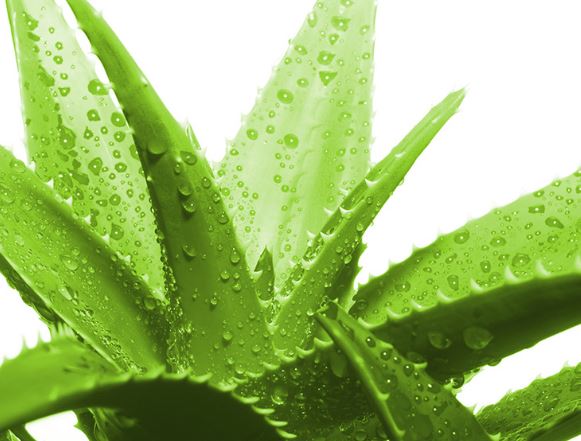 Làm trắng da mặt bằng nha đam đơn giản, ai cũng nên học theo