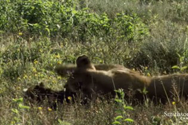 Kết cục khó tin khi linh dương đầu bò con tưởng sư tử là mẹ