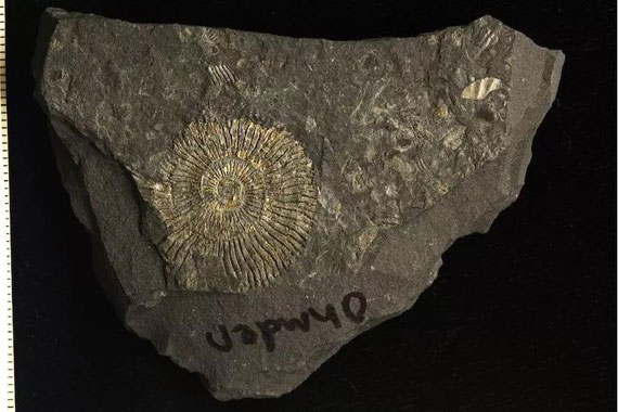 Sốc 2 lần khi kiểm tra “quái vật biến thành vàng” 183 triệu tuổi