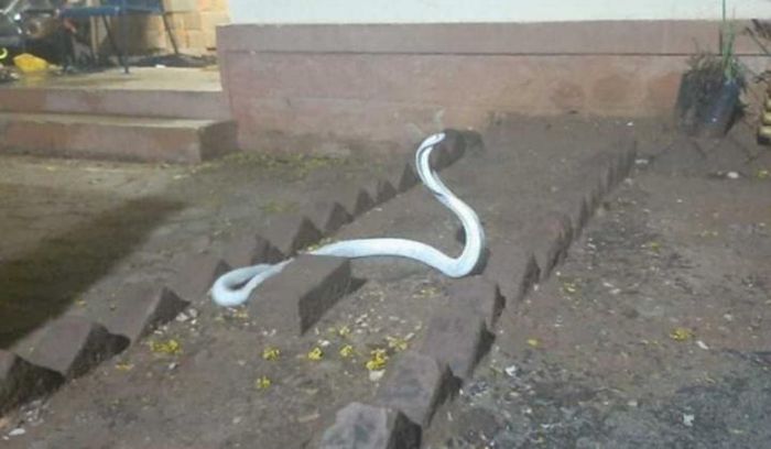 Rắn hổ mang trắng ‘thần thánh’ đột nhập nhà dân trong cơn mưa bão 