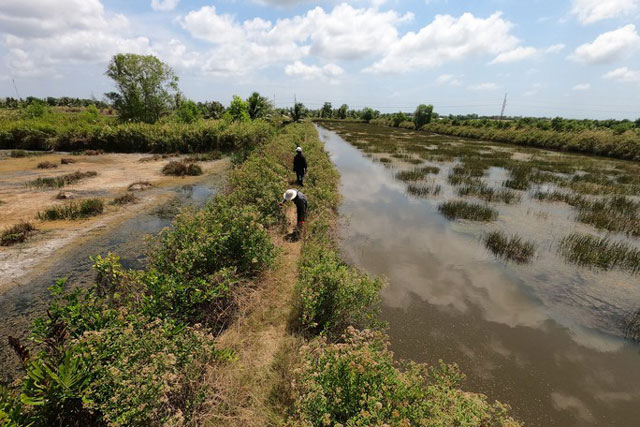 CLIP: "Tuyệt chiêu" săn ong ruồi ở Cà Mau