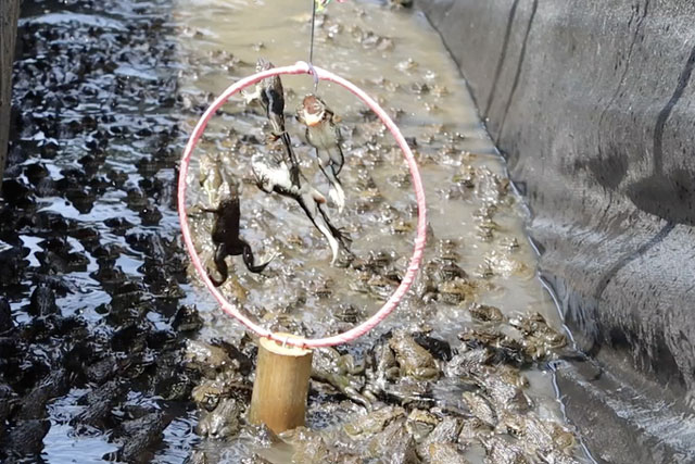 CLIP: Tuyệt đẹp với mô hình xem "xiếc ếch" lần đầu tại Cần Thơ