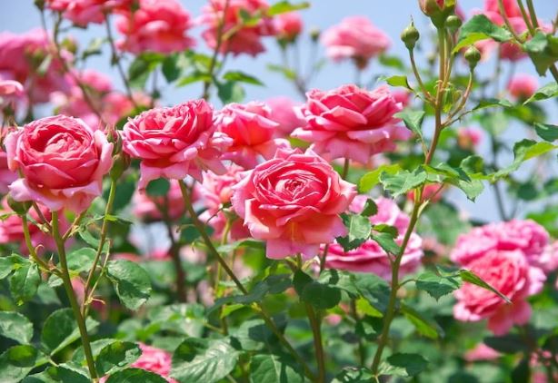 Trồng hoa hồng cứ vùi thứ này vào đất, cây lớn nhanh như thổi, hoa đua nhau nở