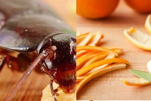 5 thứ gián rất sợ: Đặt gần ổ của chúng, đảm bảo chẳng còn con nào dám bén mảng