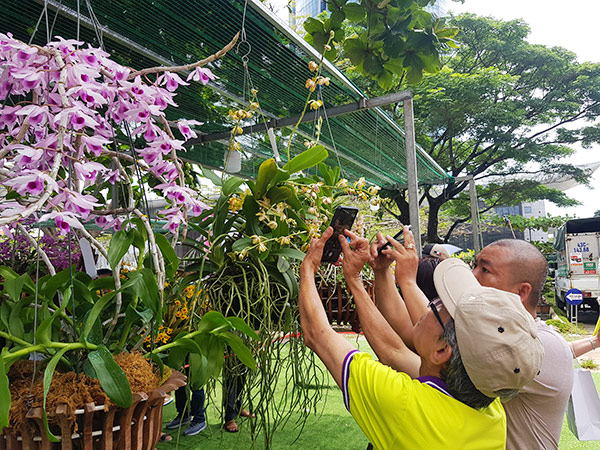 Vẻ đẹp của các tác phẩm tham dự Lễ hội Hoa lan tại Bảo tàng Đà Nẵng thu hút rất nhiều sự quan tâm của người dân và du khách
