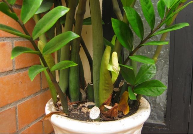 Cây kim tiền không mọc mầm, làm ngay 4 việc này để chồi non lên tua tủa, lá xanh mướt