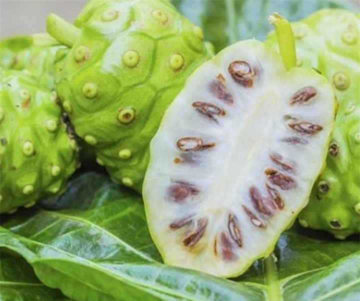 Công dụng của trái nhàu với sức khoẻ không phải ai cũng biết - 1