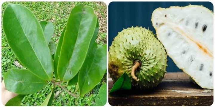 Lá mãng cầu xiêm có tác dụng gì? - 1