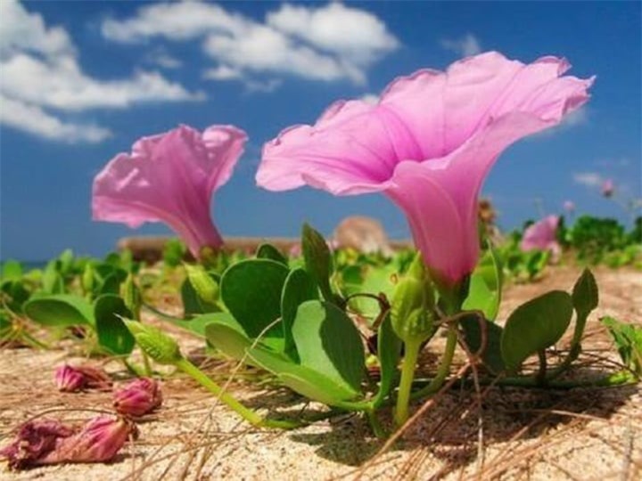 Rau muống biển - 'thần dược' giúp chữa ngứa toàn thân do dị ứng - 1