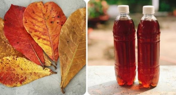 Uống nước lá bàng có tác dụng gì?