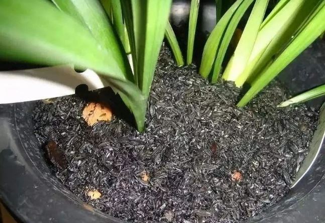 Thêm 2 thứ này vào chậu cây cảnh, đất tơi xốp lại giúp đuổi côn trùng