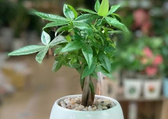 Trồng cây kim ngân đừng chỉ tưới nước lã, cho cây ‘ăn’ 3 thứ này để lá tươi tốt, đem lộc về nhà