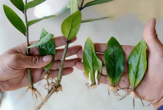 Trồng kim tiền cứ nửa tháng đổ 1 thìa nước này vào gốc, thân cây béo mập, chồi lên ầm ầm