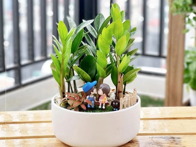 Trồng kim tiền cứ cho cây ‘ăn’ 4 thứ này: Lá xanh mướt, ra hoa rước lộc về nhà