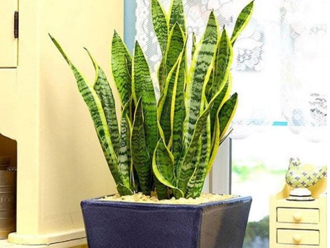 Làm 3 việc này, cây lưỡi hổ khó ra hoa đến mấy cũng trổ bông trắng muốt, rước lộc về nhà