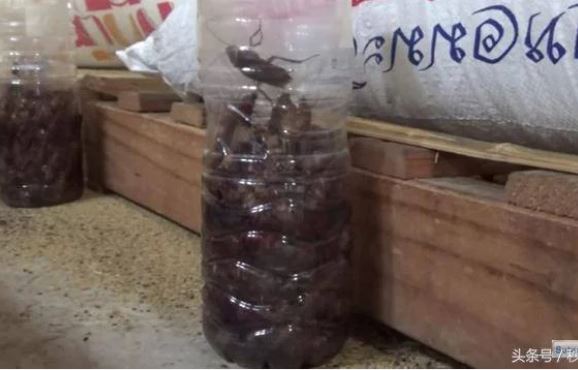 Học người Thái Lan diệt cả trăm con gián chỉ bằng 1 chiếc chai nhựa
