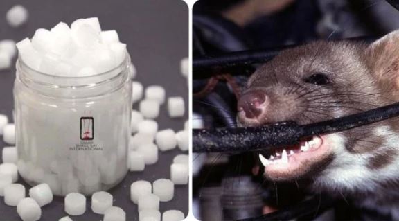 Cách đuổi chuột ra khỏi xe ô tô bằng băng phiến và dầu gió