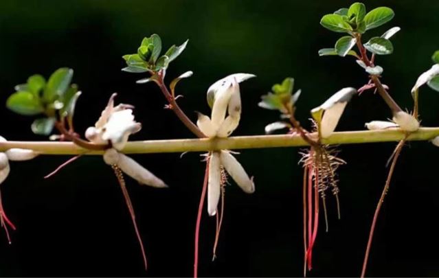 Rau dừa nước có tác dụng gì?