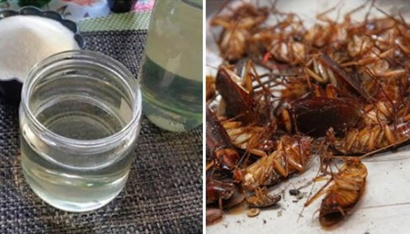 Chỉ cần một cốc nước đường diệt sạch gián trong nhà, trăm con nằm 'sải lai'
