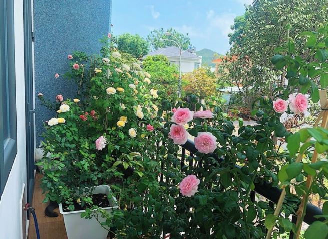 Hoa hồng rất thích ‘ăn’ thứ này: Cứ bón vào gốc là cây ra nụ không ngừng, hoa nở to bằng cái bát