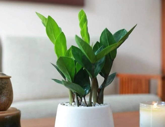 Cây kim tiền thích ‘ăn’ 3 thứ này, cứ vùi vào chậu là chồi non đua nhau mọc, nhanh ra hoa