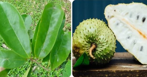 Lá mãng cầu xiêm có tác dụng gì?