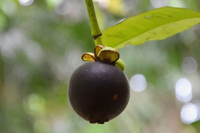 &#x102;n m&#x103;ng c&#x1EE5;t &#x111;&#x1EEB;ng v&#x1EE9;t v&#x1ECF;, n&#xF3; c&#xF3; c&#xF4;ng d&#x1EE5;ng th&#x1EA7;n k&#x1EF3; kh&#xF4;ng nhi&#x1EC1;u ng&#x1B0;&#x1EDD;i bi&#x1EBF;t