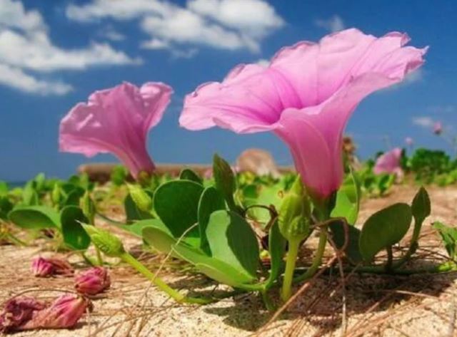 Rau muống biển - 'thần dược' giúp chữa ngứa toàn thân do dị ứng