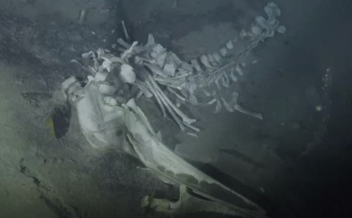 Nghĩa địa cá voi quý hiếm dưới đáy đại dương Nam Cực