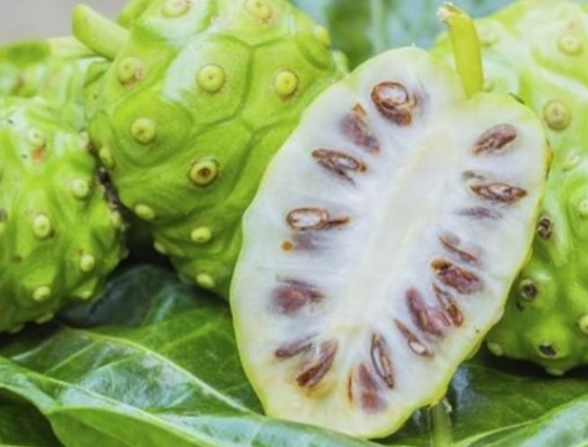 Công dụng của trái nhàu với sức khoẻ không phải ai cũng biết