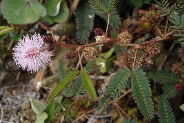 Tác dụng của cây xấu hổ