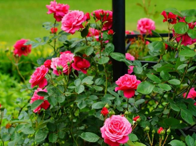 Hoa hồng không ra hoa cứ tưới chút nước này, nụ bật tua tủa, bông to lại lâu tàn